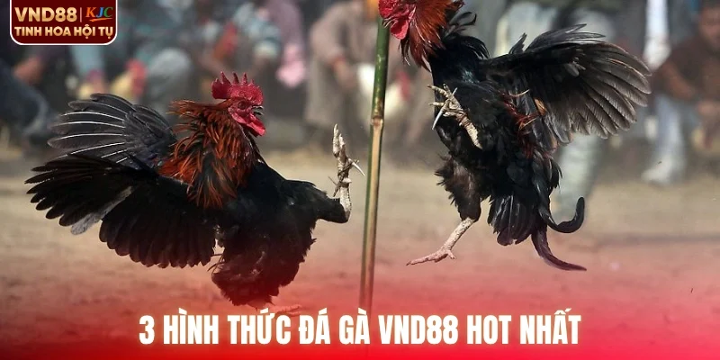 3 hình thức đá gà VND88 hot nhất