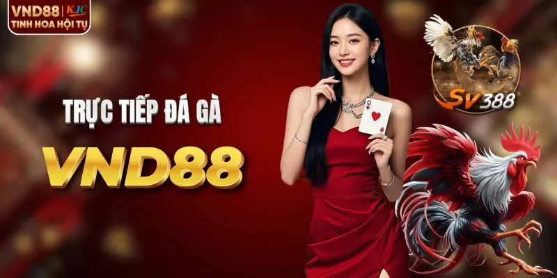 Đá gà trực tiếp mỗi ngày