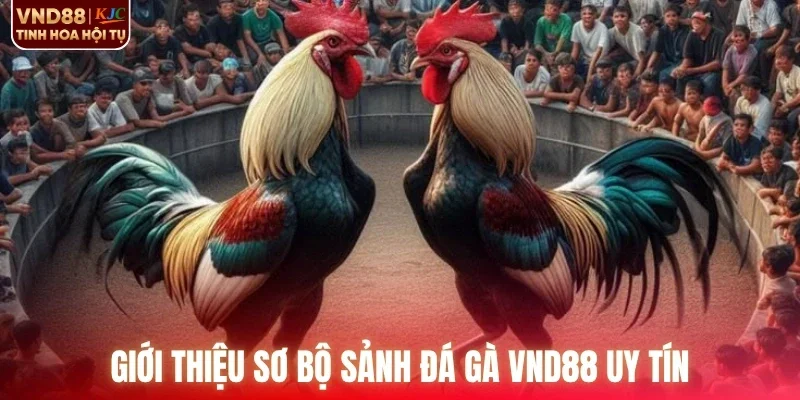 Giới thiệu sơ bộ sảnh đá gà VND88 uy tín